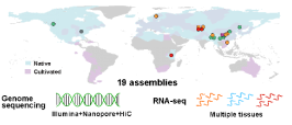 杨属超泛基因组研究原图局部：物种分布与多组学数据