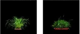 稻属超级泛基因组研究中的野生稻植株照片局部
