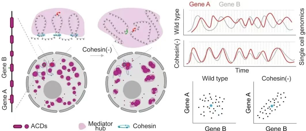 Cohesin 与开放染色质分布和基因共调控的研究示意图