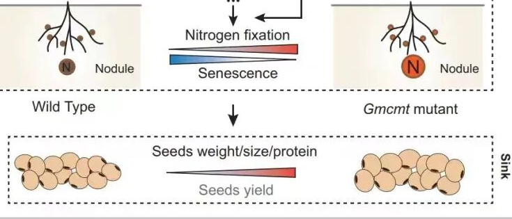 大豆低甲基化研究原图局部：野生型与突变体根瘤和种子表型示意