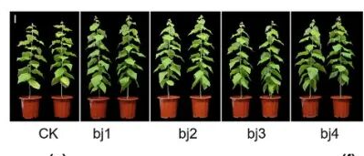 杨树原图局部：不同微生物处理下的植株